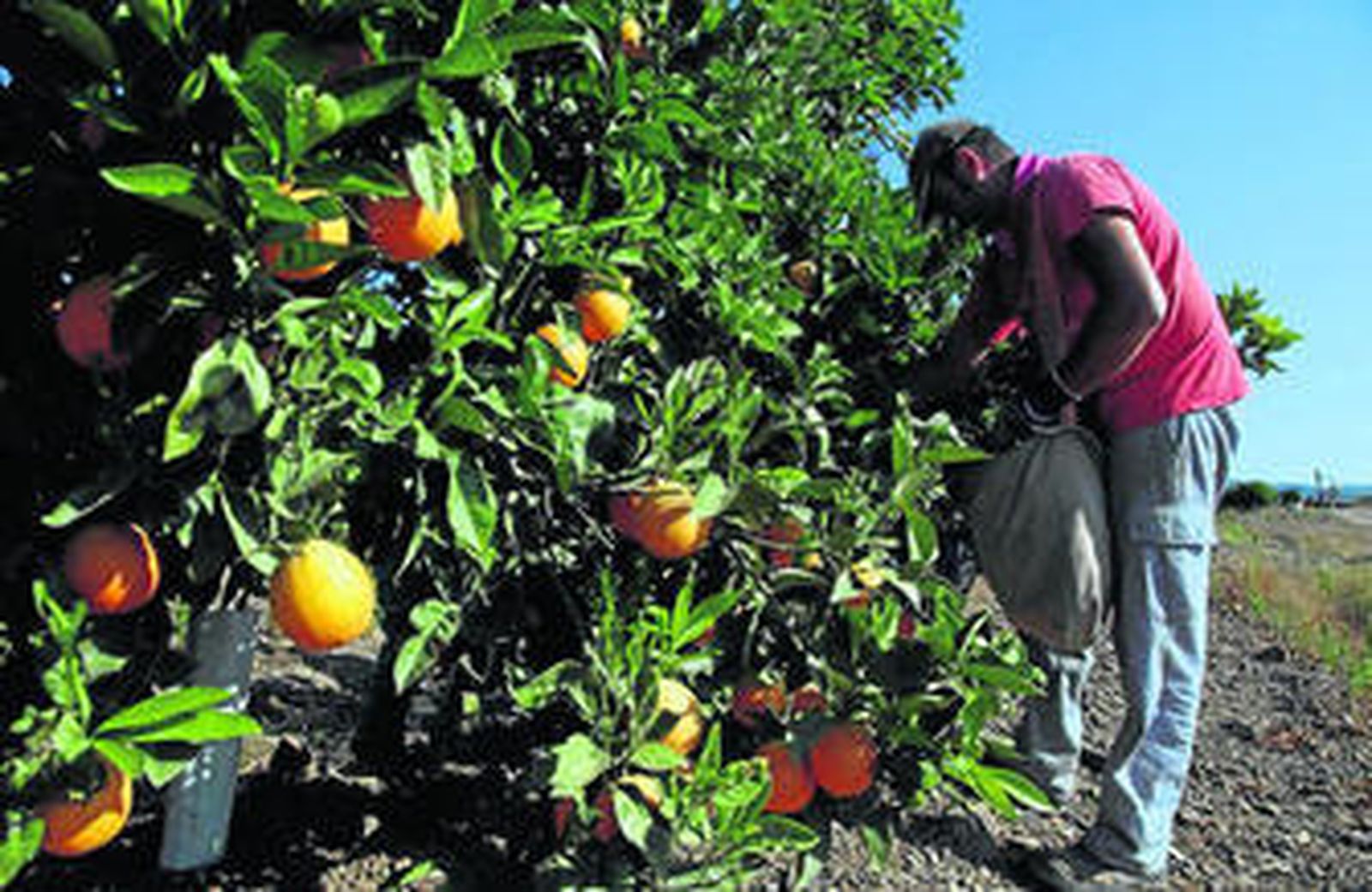Trabajos de recolección de naranja.