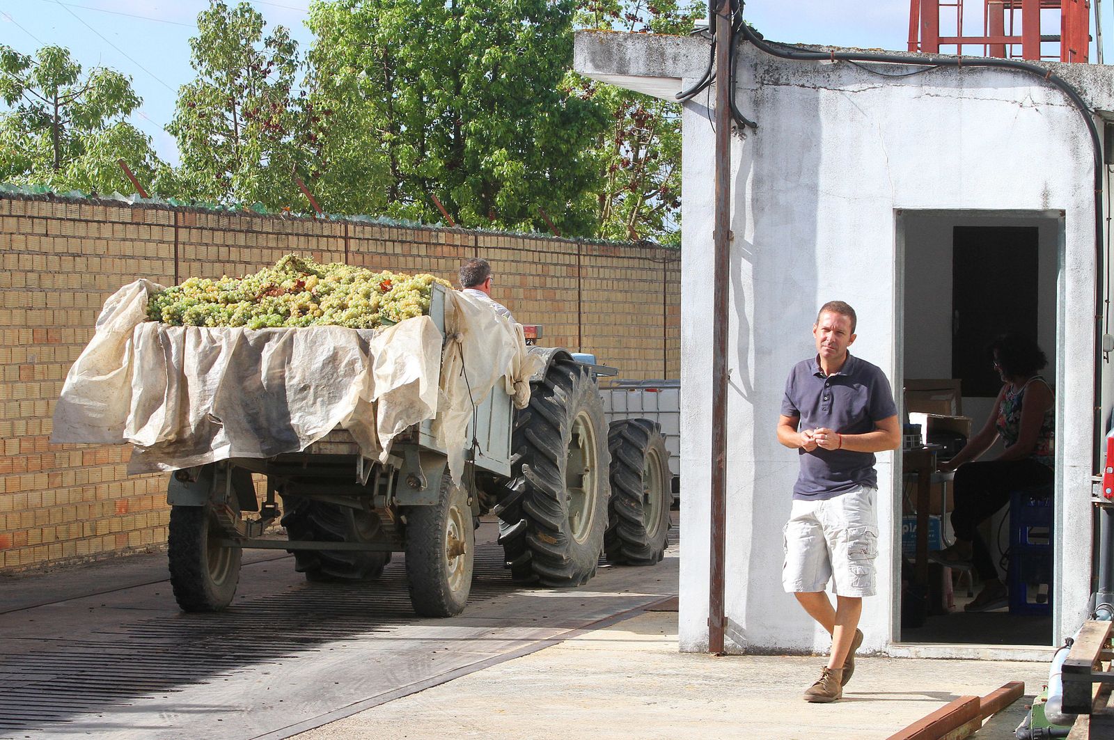 Imágenes de la vendimia en el Condado de Huelva.
