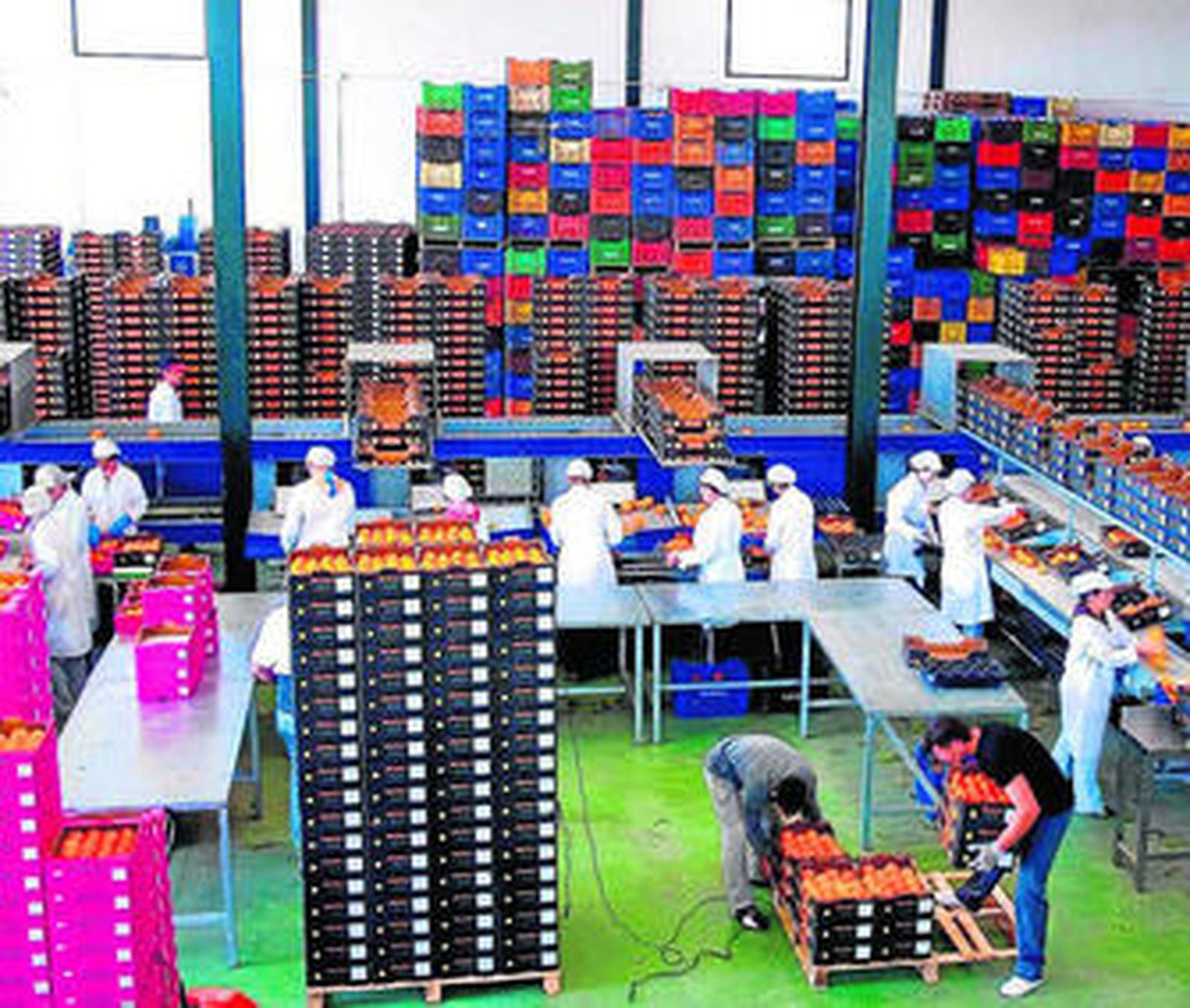 Una cuadrilla se afana en la clasificación de caquis en la planta cartayera de Antoluz.