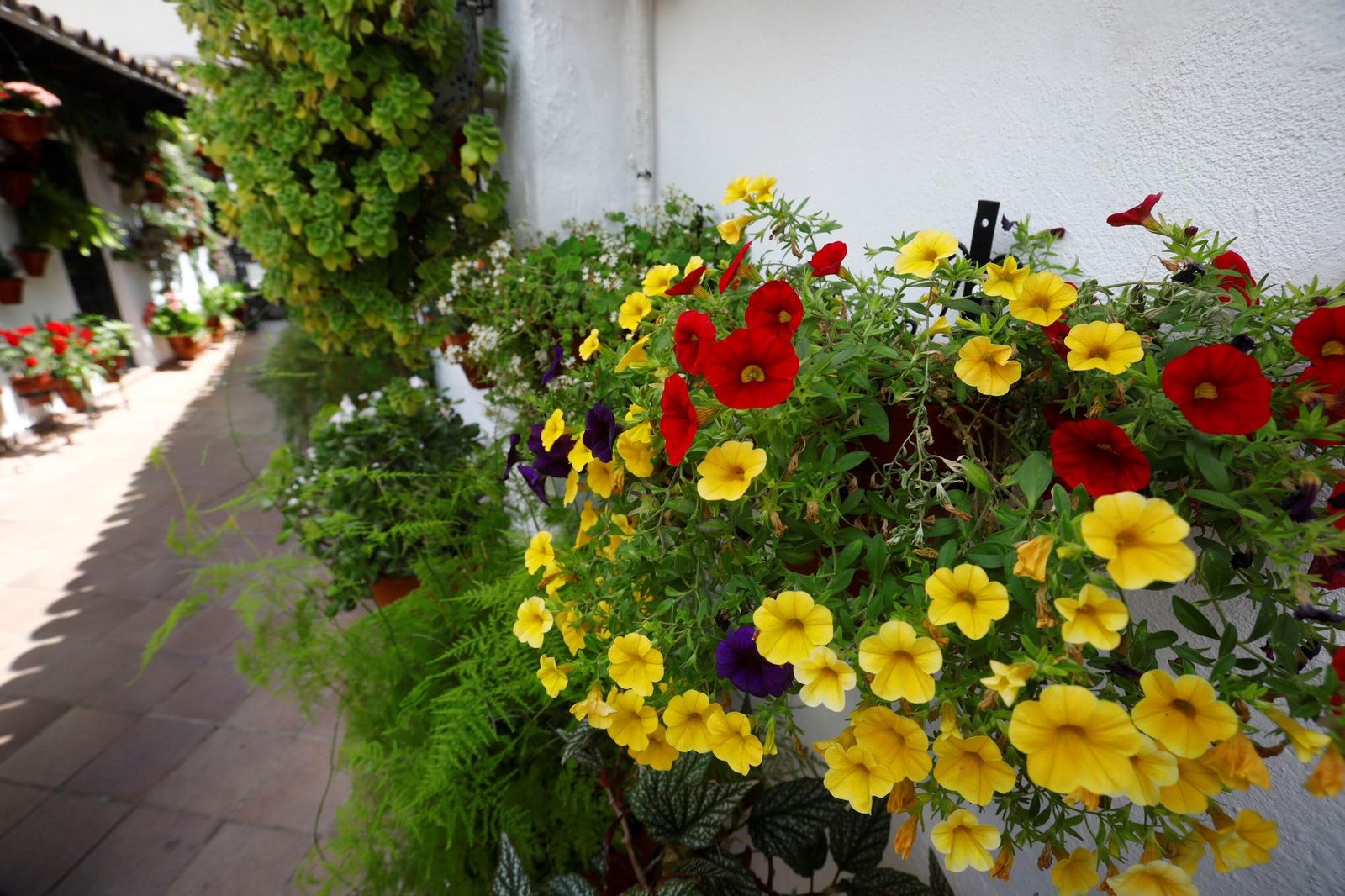 Un recorrido en imágenes por los patios de la ruta Regina-Realejo