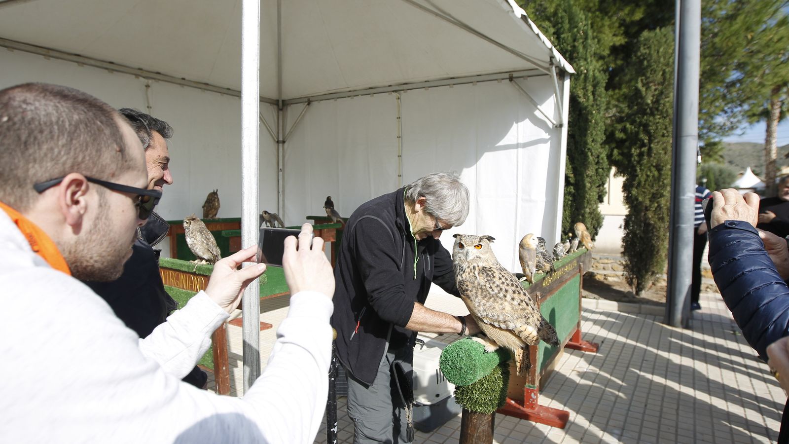 Exhibición de aves rapaces.