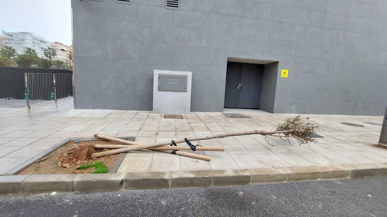 Un pequeño árbol caído junto a la Carretera Sierra Alhamilla.