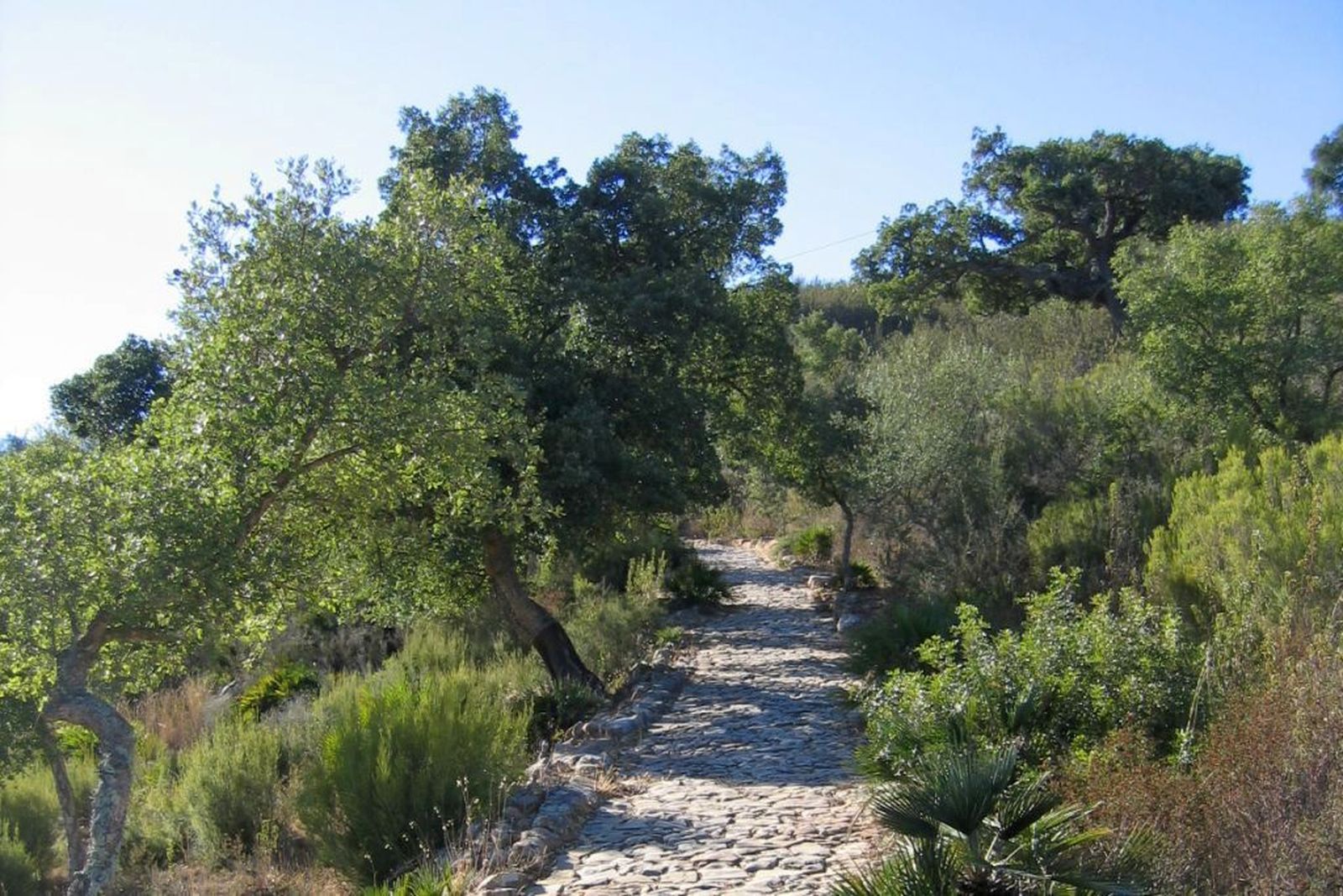 Calzada de la dehesa La Boyal.