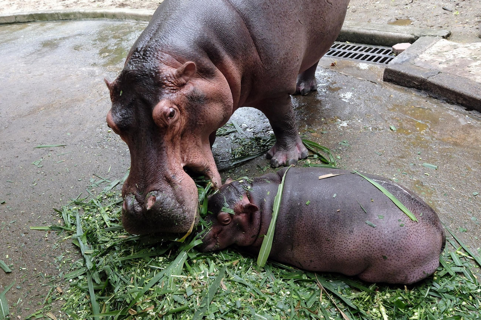 ¡Bienvenido al mundo! Un adorable hipopótamo bebé hace su debut en el zoológico de Hanói, robando corazones con su encanto