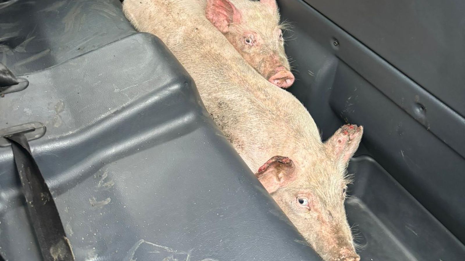 Dos cerdos son trasladados al zoosanitario en uno de los coches patrulla de la Policía Local.