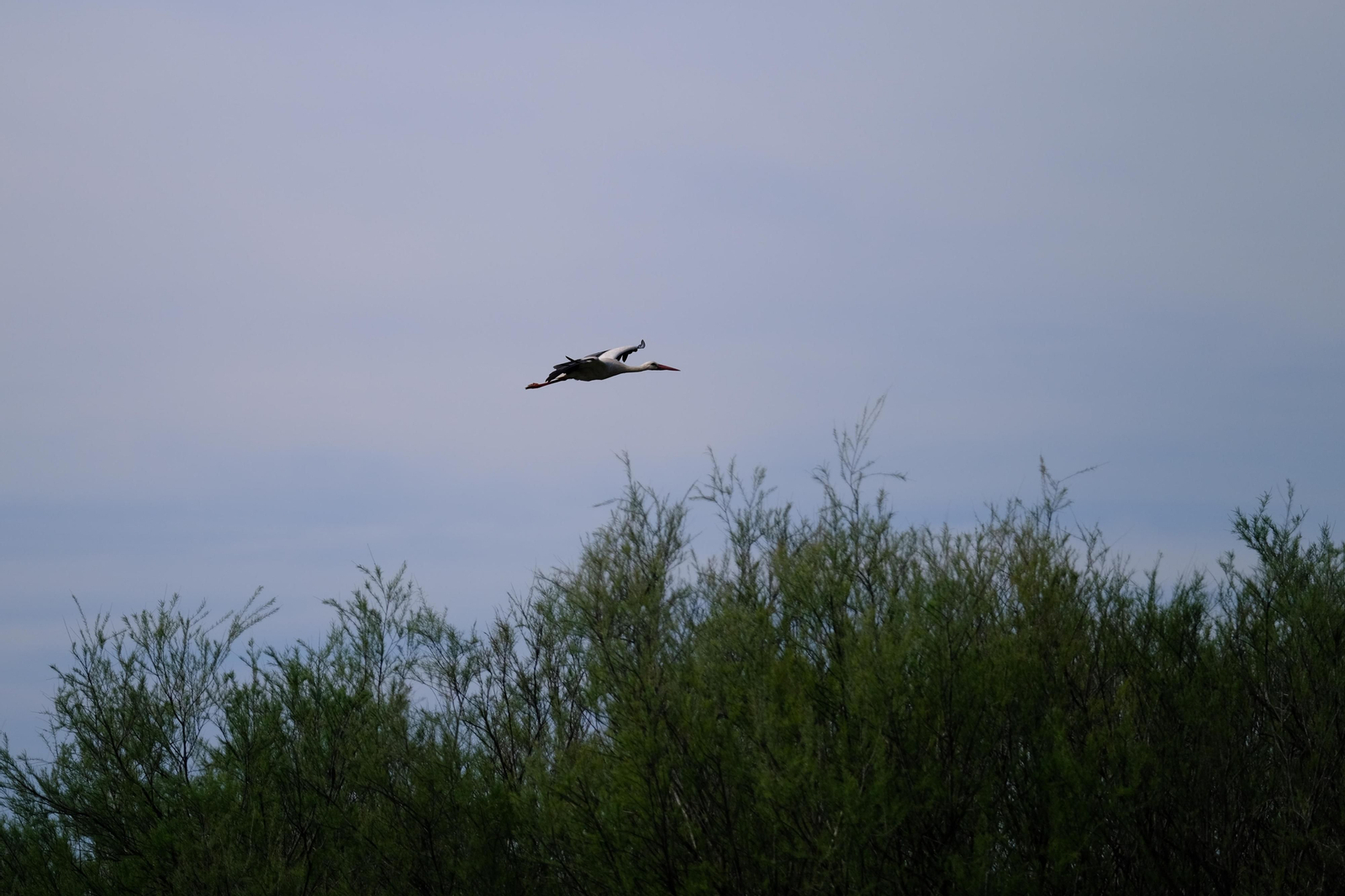 Miles de flamencos llegan a Fuente de Piedra tras las lluvias, en fotos.