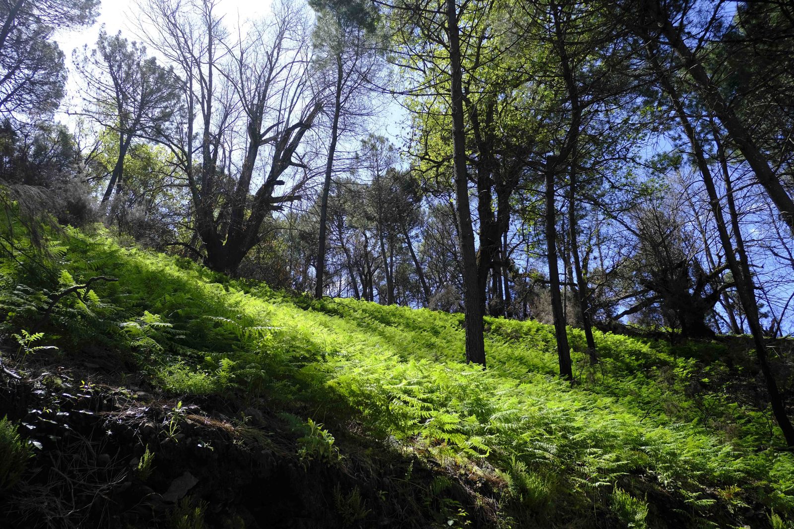 Así se recupera Sierra Bermeja tras el incendio (fotos)