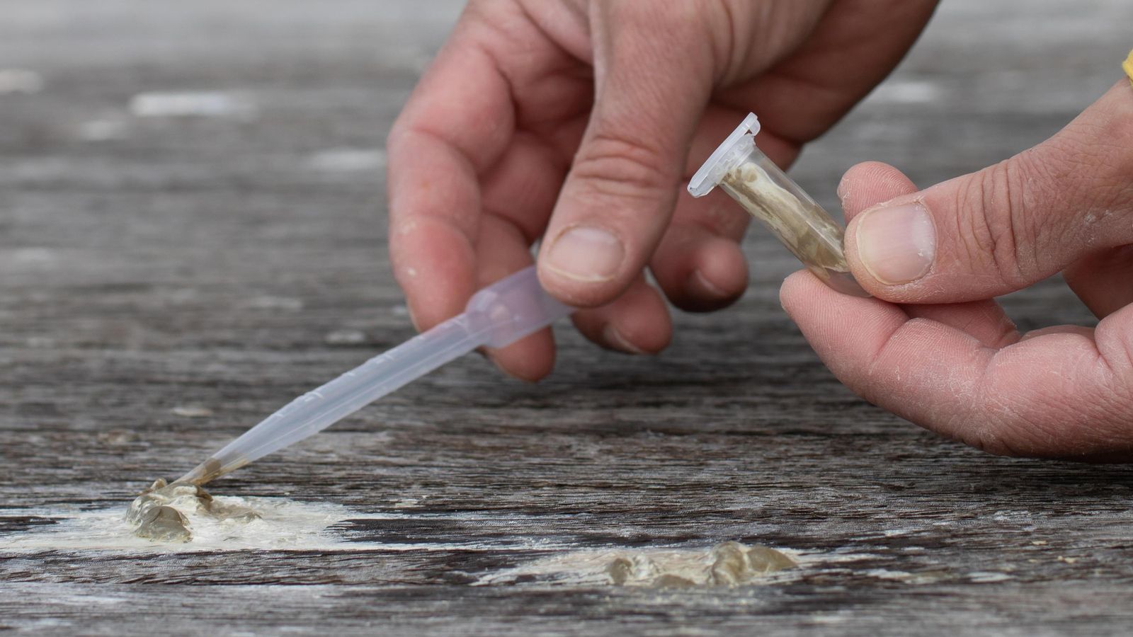 Recogida de muestra fecal de gaviota americana.