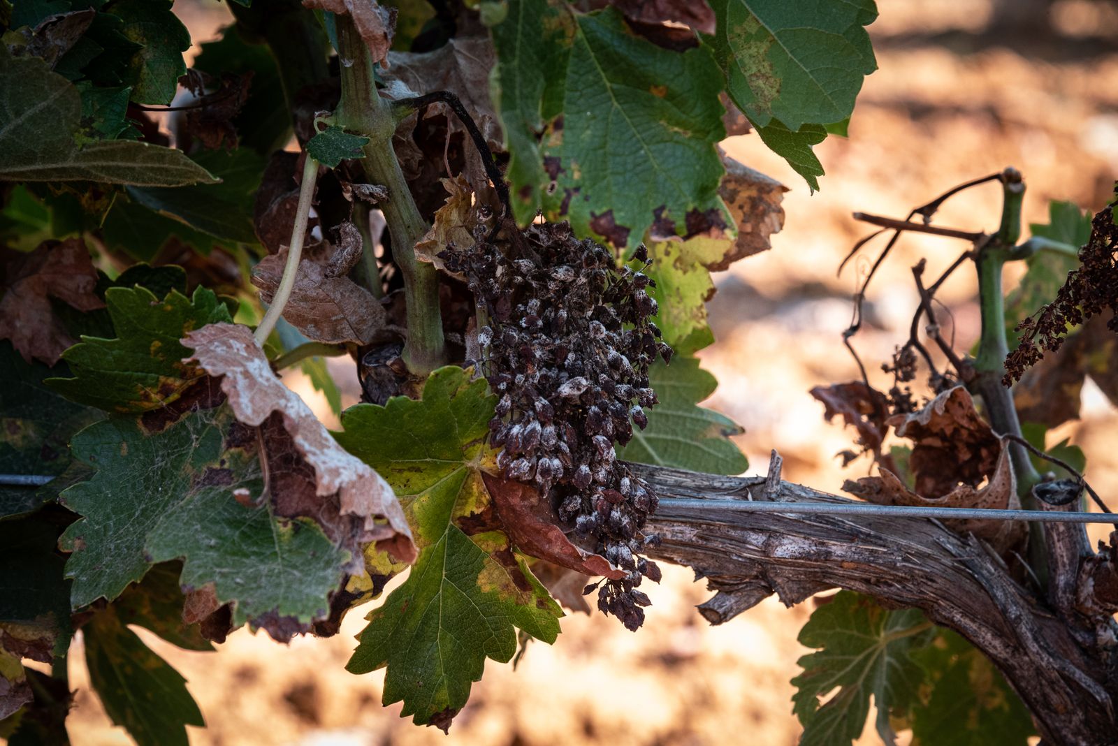 Imágenes de los estragos del parásito mildiu en los viñedos del Condado