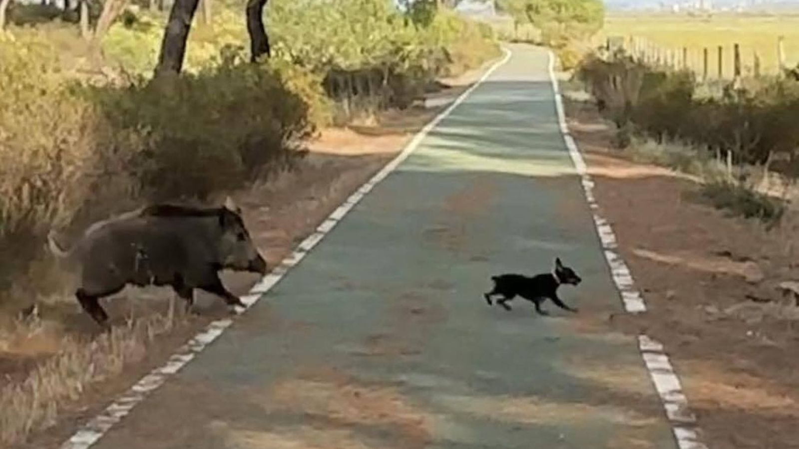 El jabalí persiguiendo a la perra