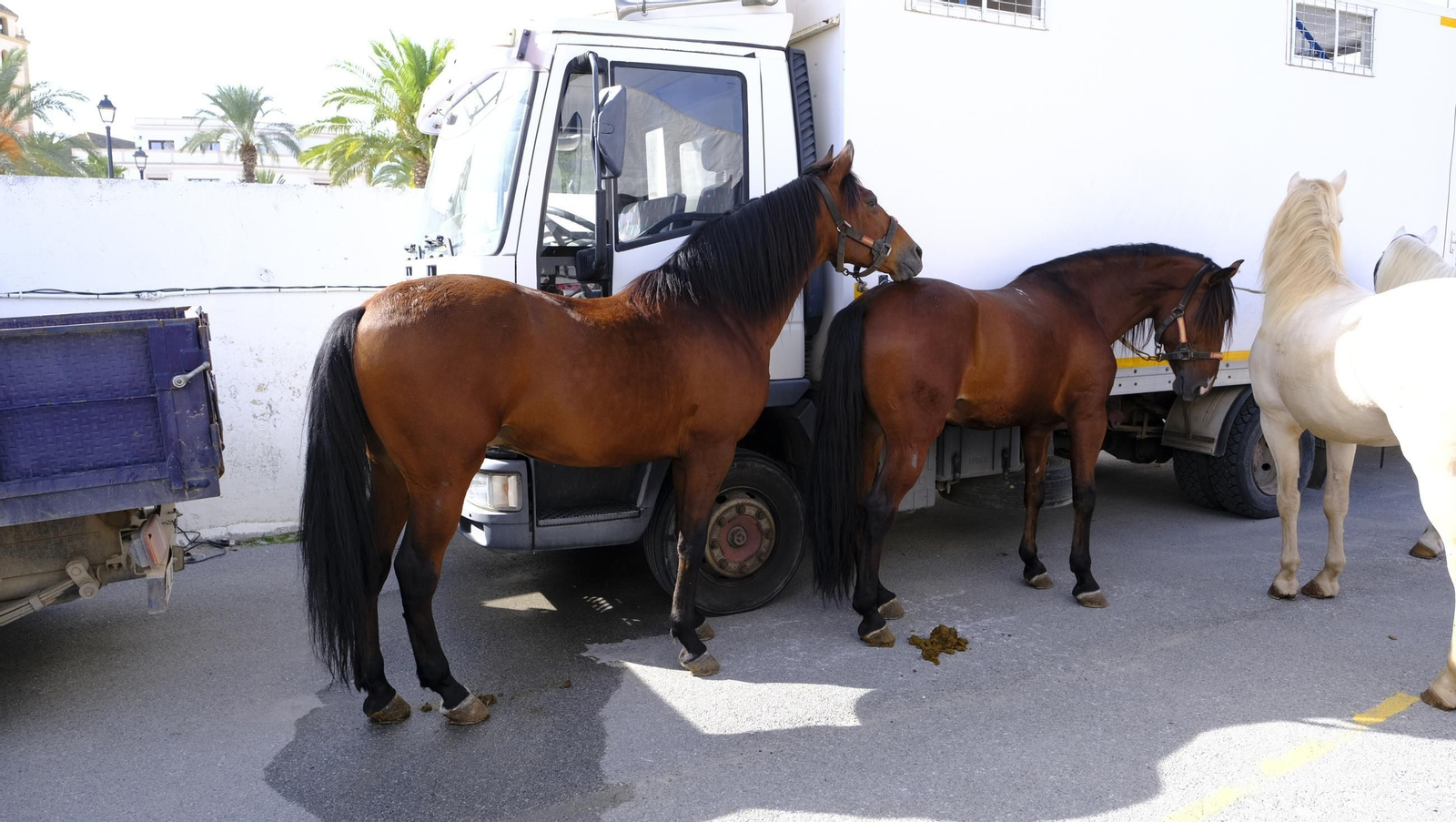 Las fotos de la Feria del Ganado y del Pájaro Perdiz en Albox