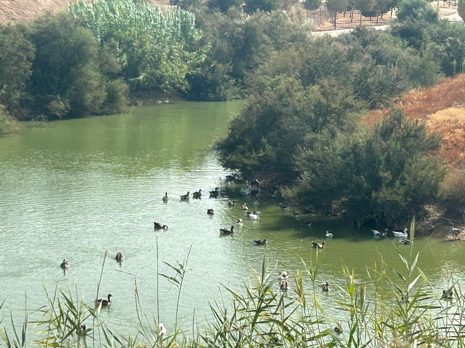 Varias aves nadan en el Parque del Tamarguillo.