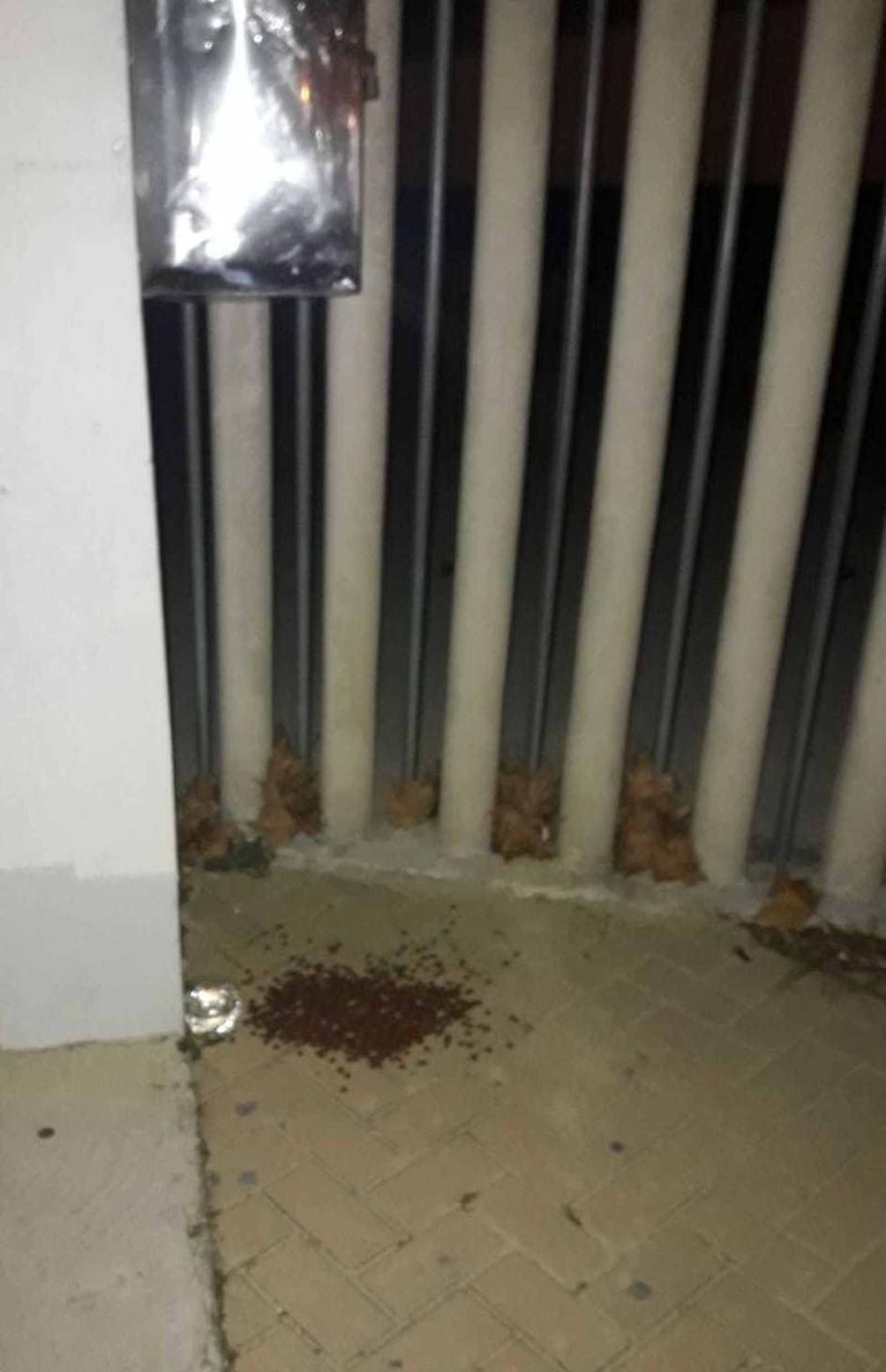 Foto del pienso depositado junto a la verja del colegio Costa Oeste