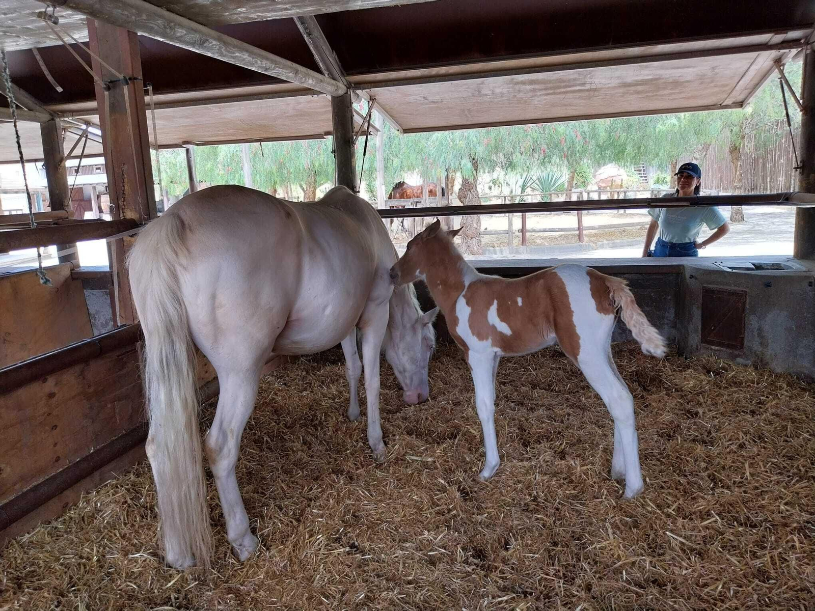 Vea cómo es el Mini Hollywood Oasys y sus espectaculares decorados