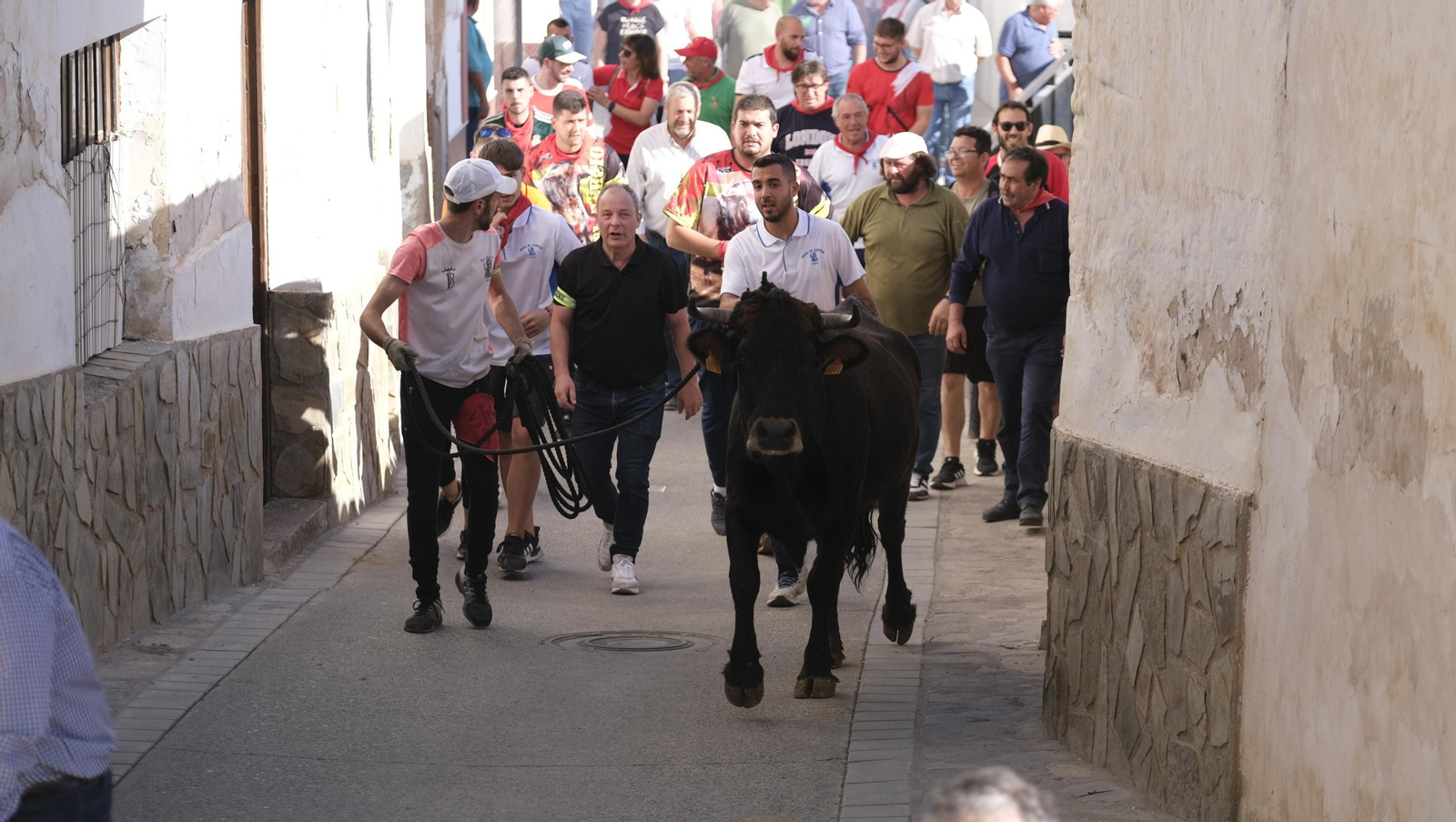 Imágenes de los toros ensogaos y San Marcos, en las Fiestas de Ohanes