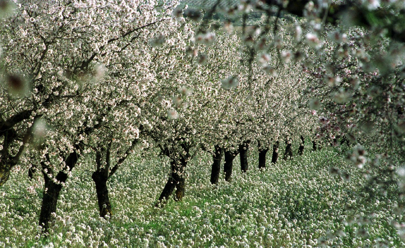 Almendros en flor.