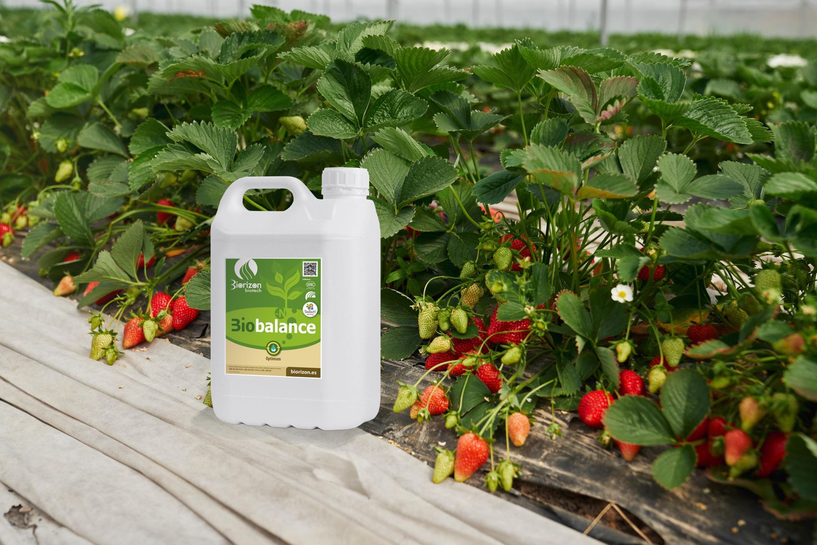Biobalance es una innovadora solución que estimula el microbioma de la rizosfera, siguiendo mayor absorción