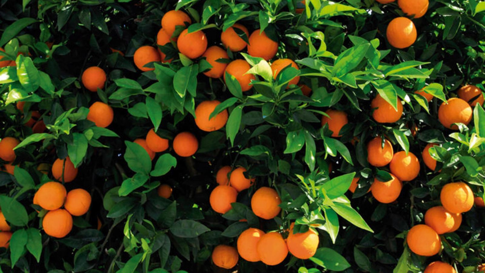 Las naranjas son exprimidas al momento para que no pierdan sus propiedades.