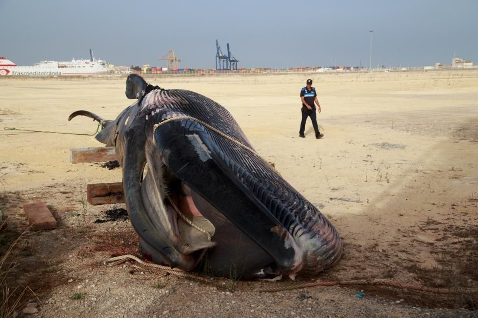 Aparece muerta una ballena en el puerto de Cádiz