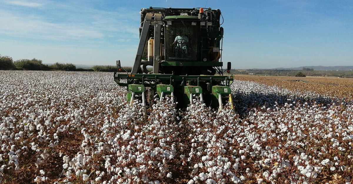 El algodón andaluz pierde un 30% de su superficie en siete años y se juega su futuro