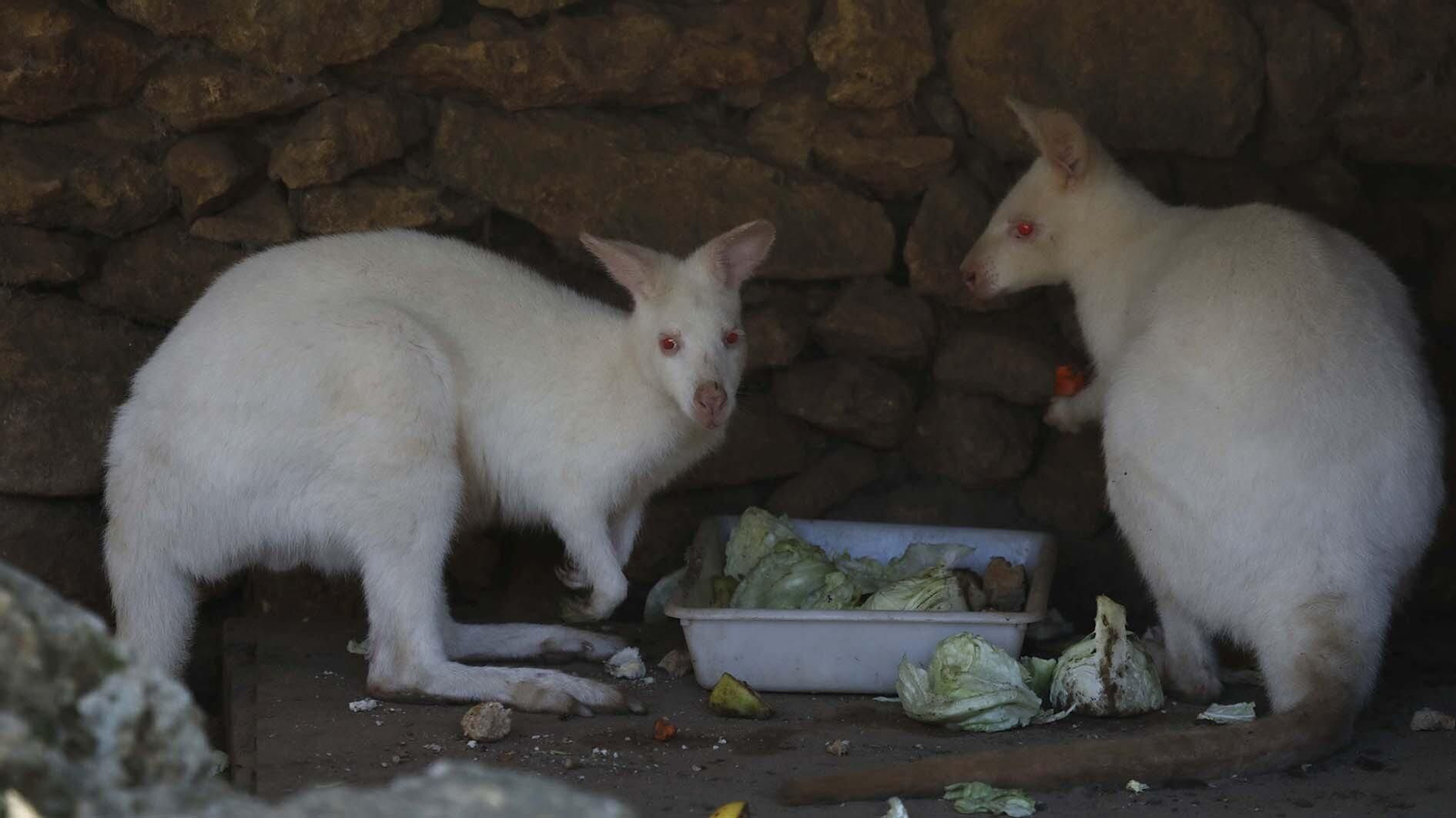 Las fotos del Zoo de Castellar de la Frontera