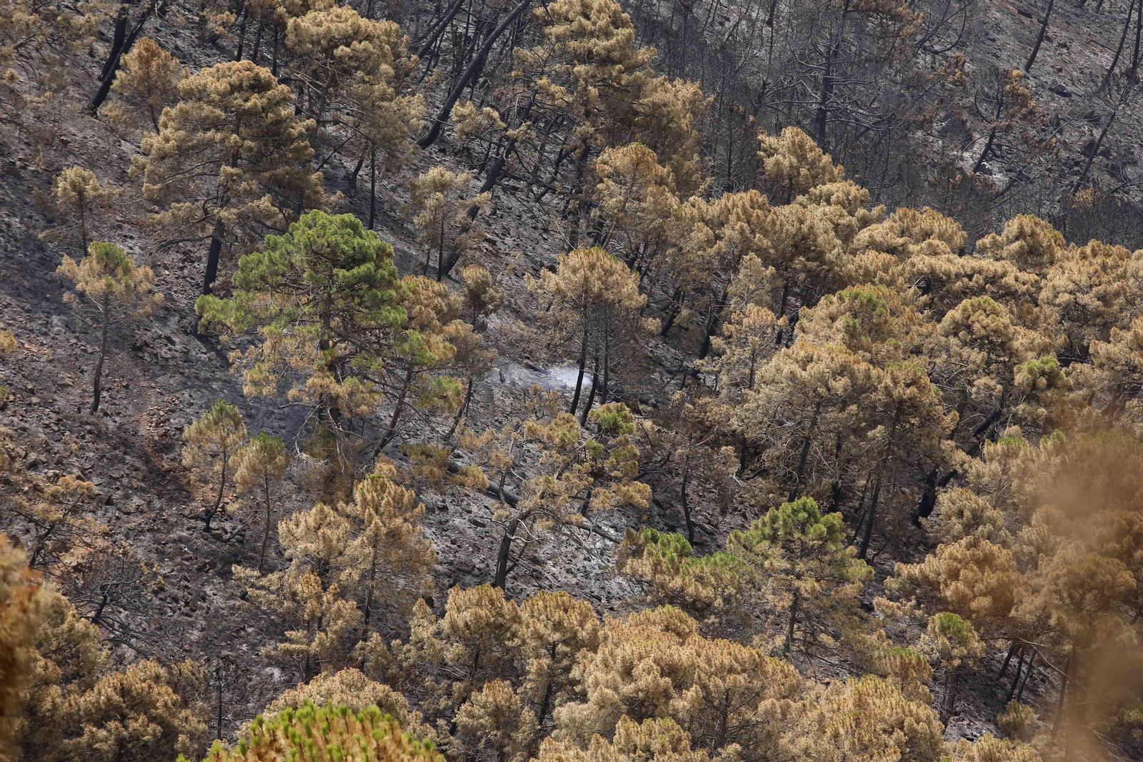 El incendio de Sierra Bermeja una semana después, en fotos