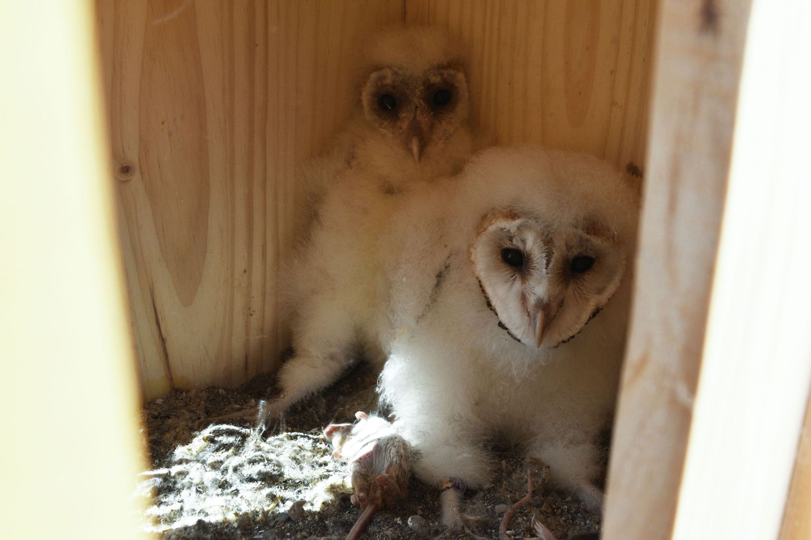 Dos lechuzas blancas dentro de su caja nido en el IES Alfaguar de Torrox.