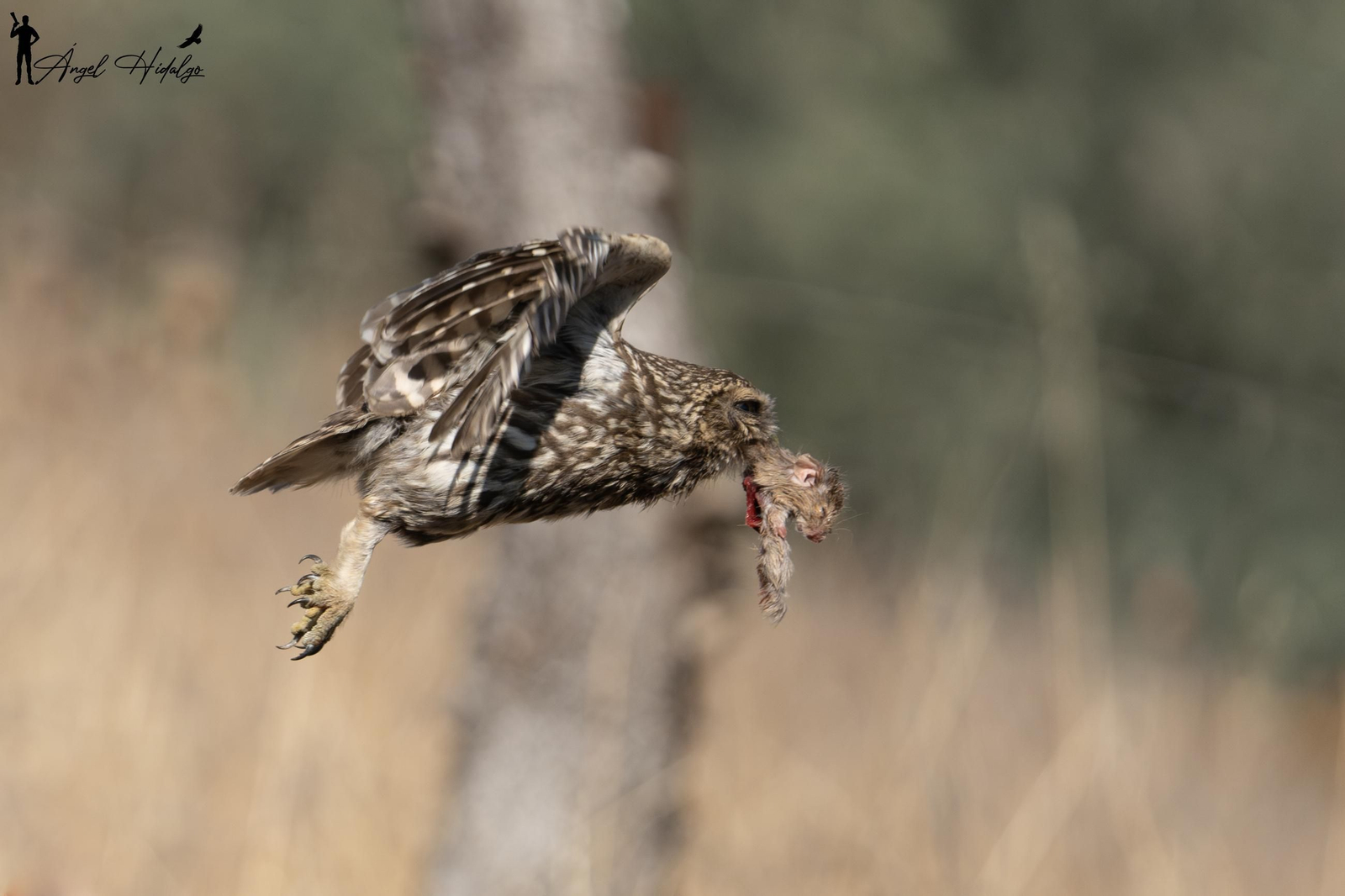 Ángel Hidalgo, el fotógrafo que inmortalizó al lince blanco Satureja: