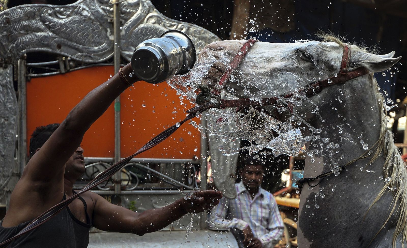 Un hombre refresca a un caballo.