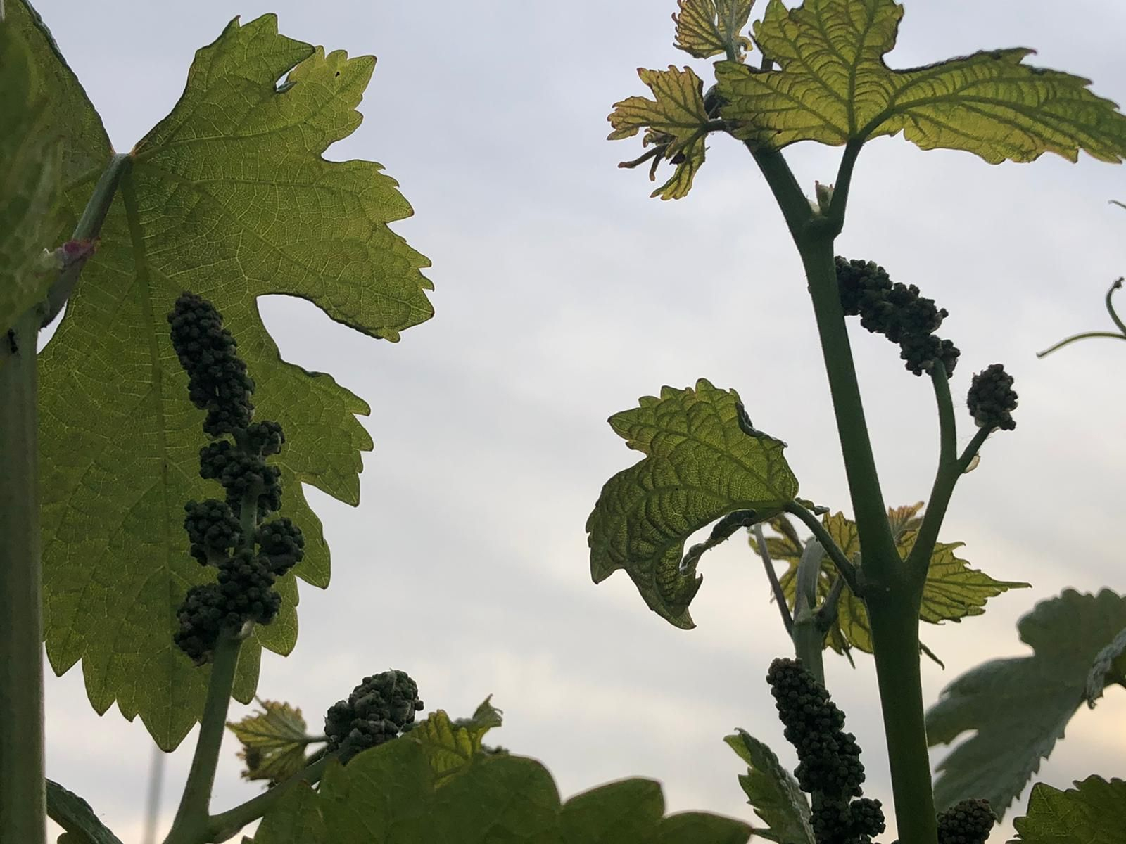 Las fotografías de la primavera en la Campiña de Córdoba