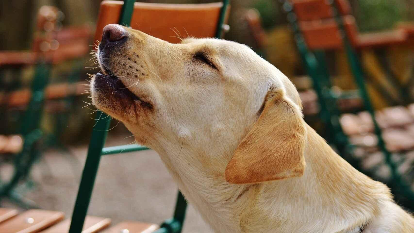 Este es el motivo por el que aúllan los perros