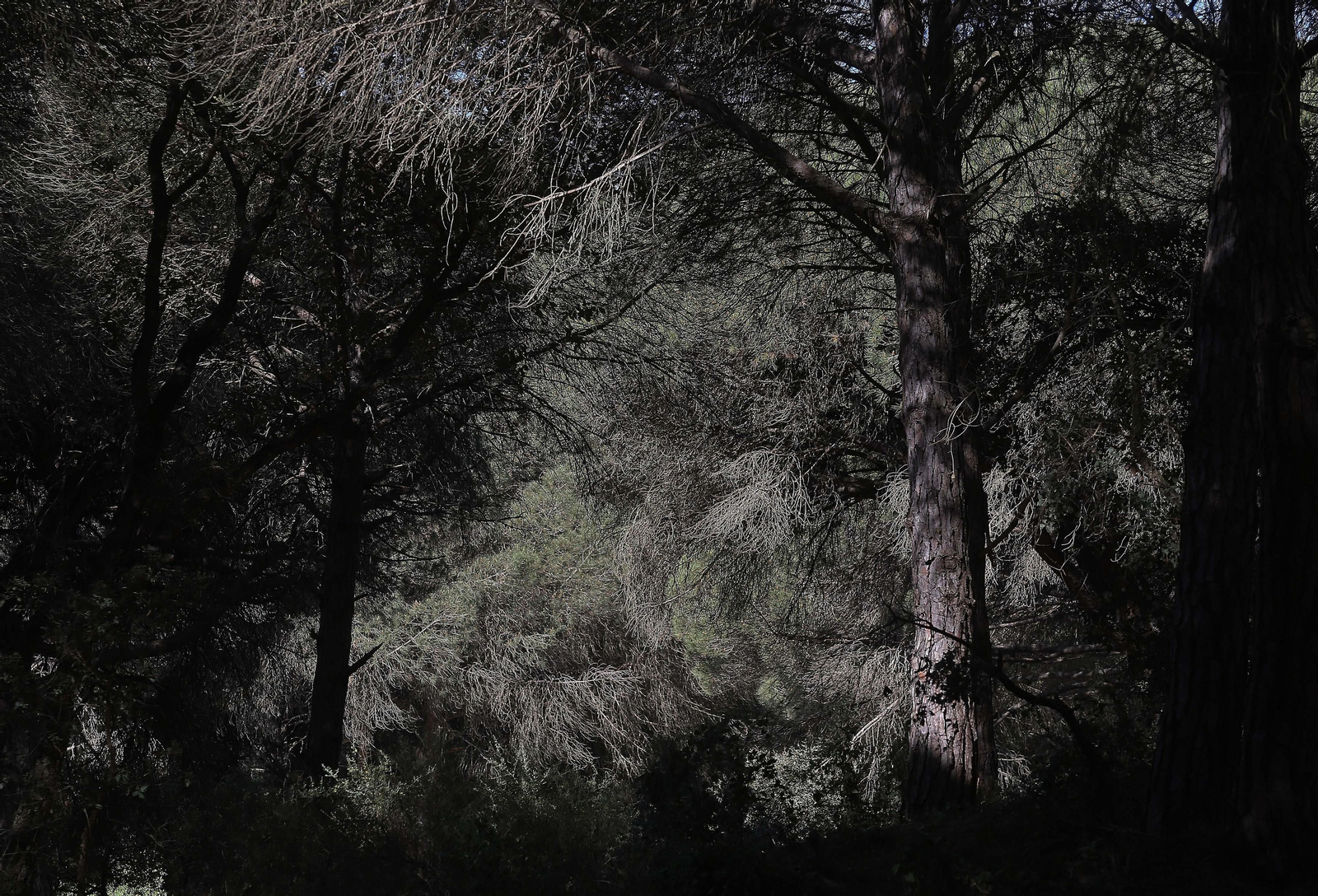 El Pinar del Rey de San Roque, en imágenes