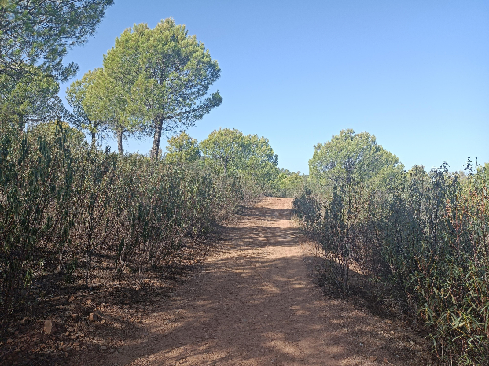 Fotos de la ruta de Los Brezales-Umbría de Santa Fe en el Ronquillo