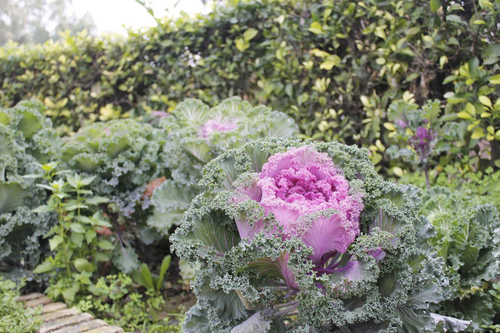 Plantas en el Real Jardín Botánico de Córdoba.