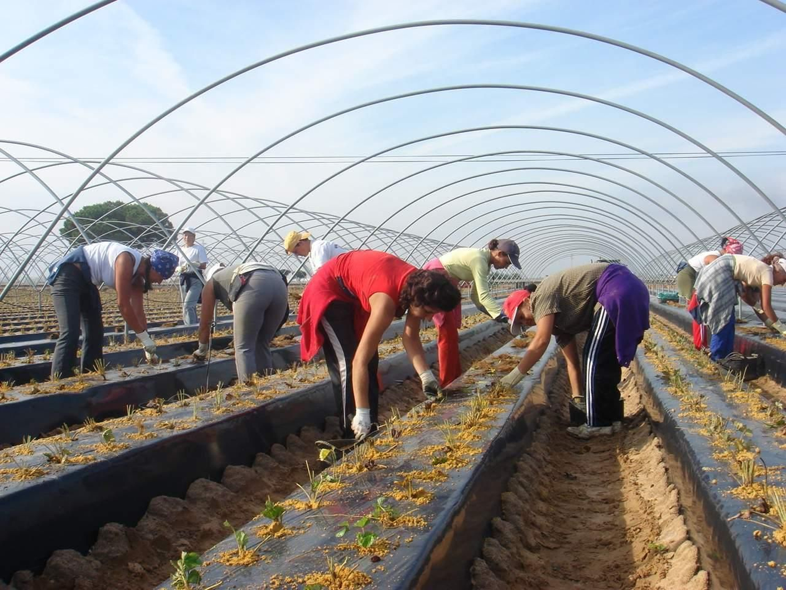 Fase de plantación de la fresa.