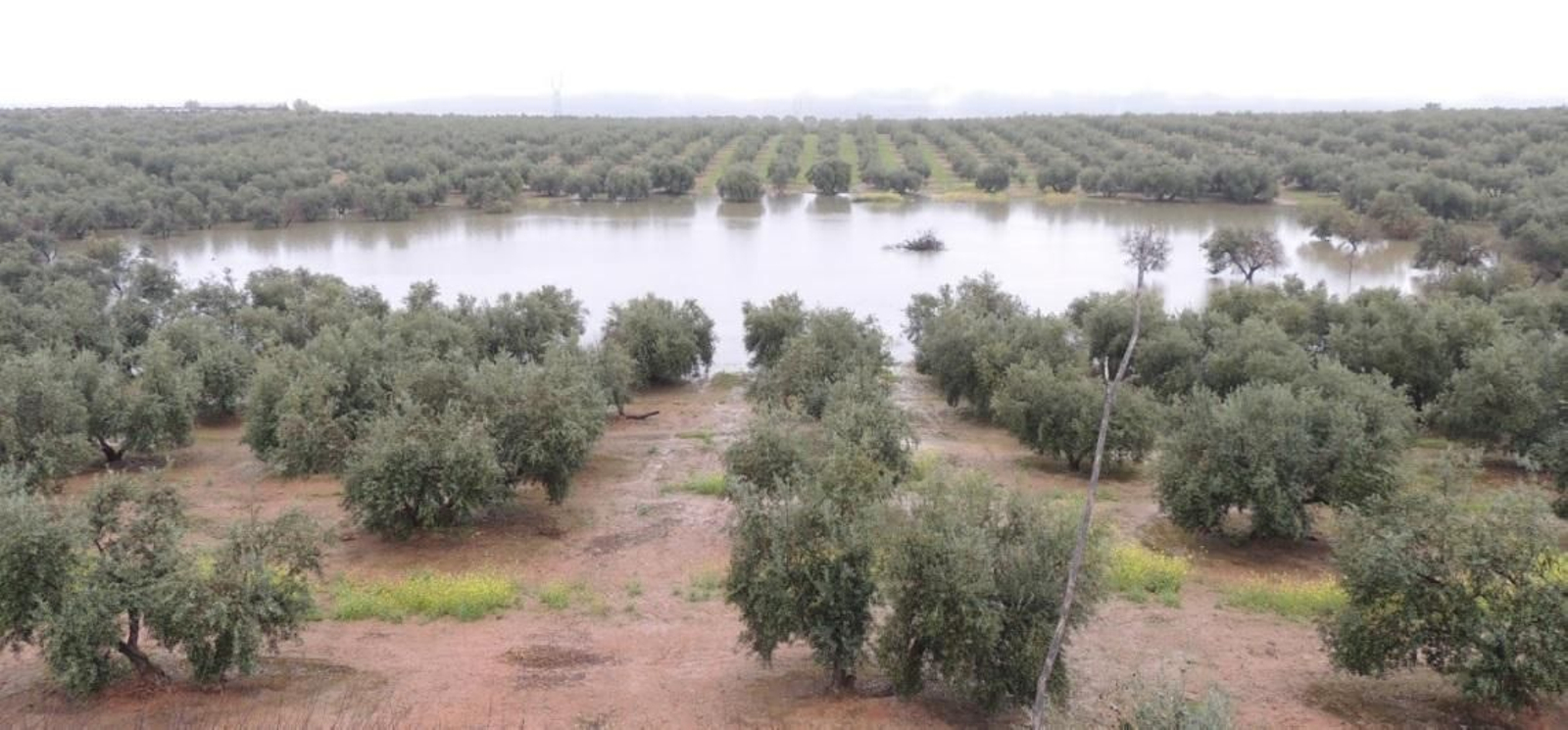 Laguna de la Gamonosa, en el término municipal de Baena.