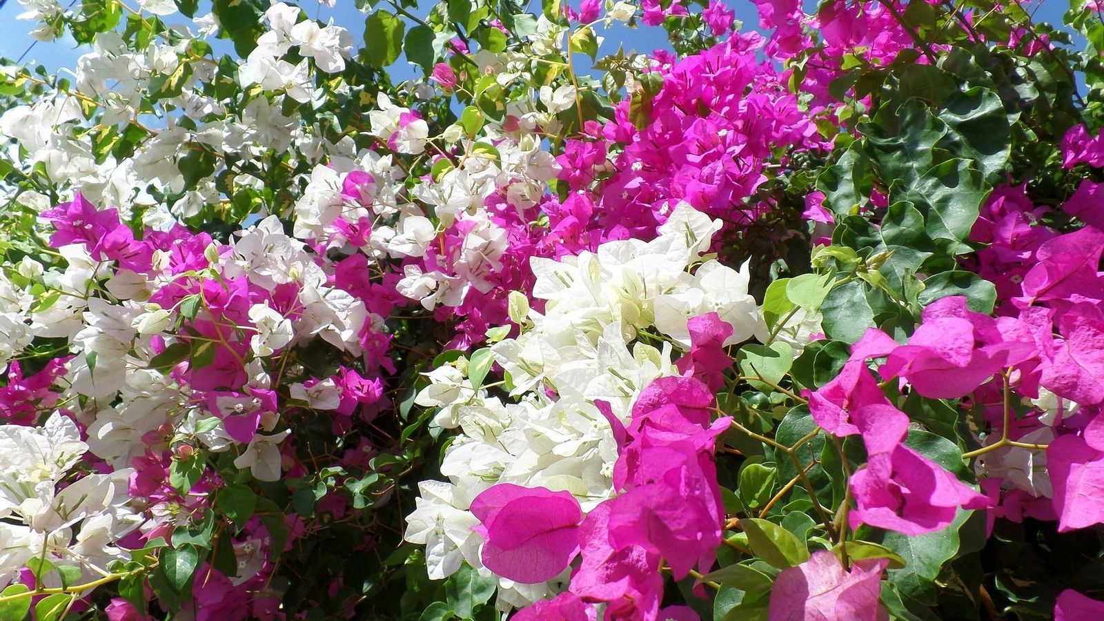 Buganvillas en flor. Buganvillas en flor.