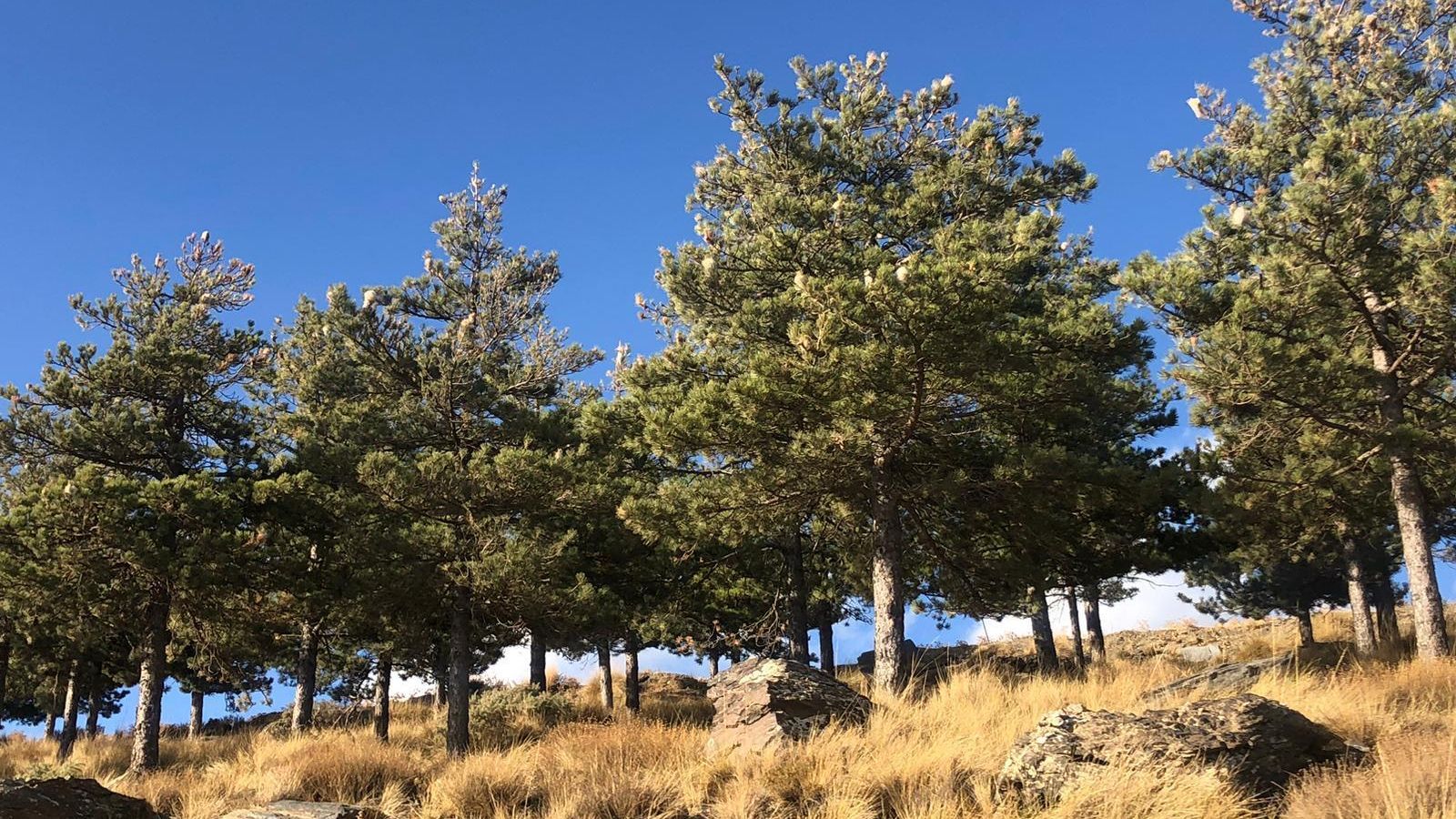 Decenas de nidos en cada pino.