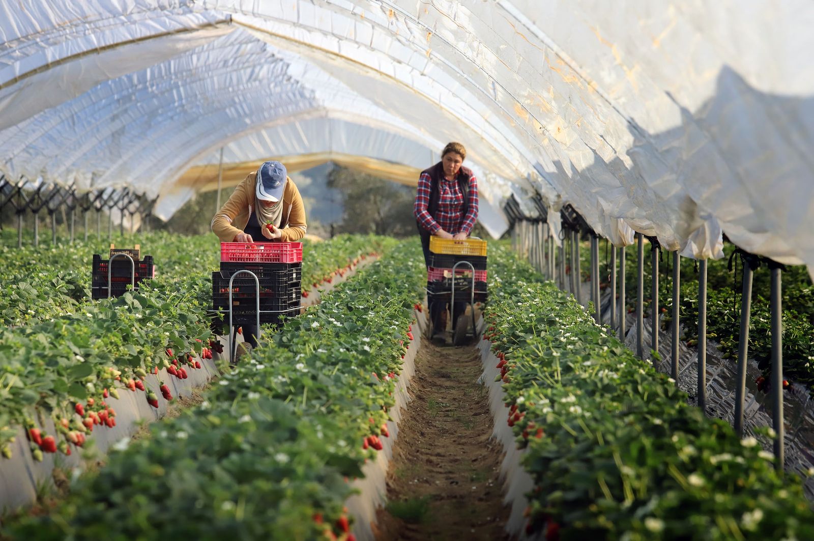 Una plantación de fresas de Huelva.