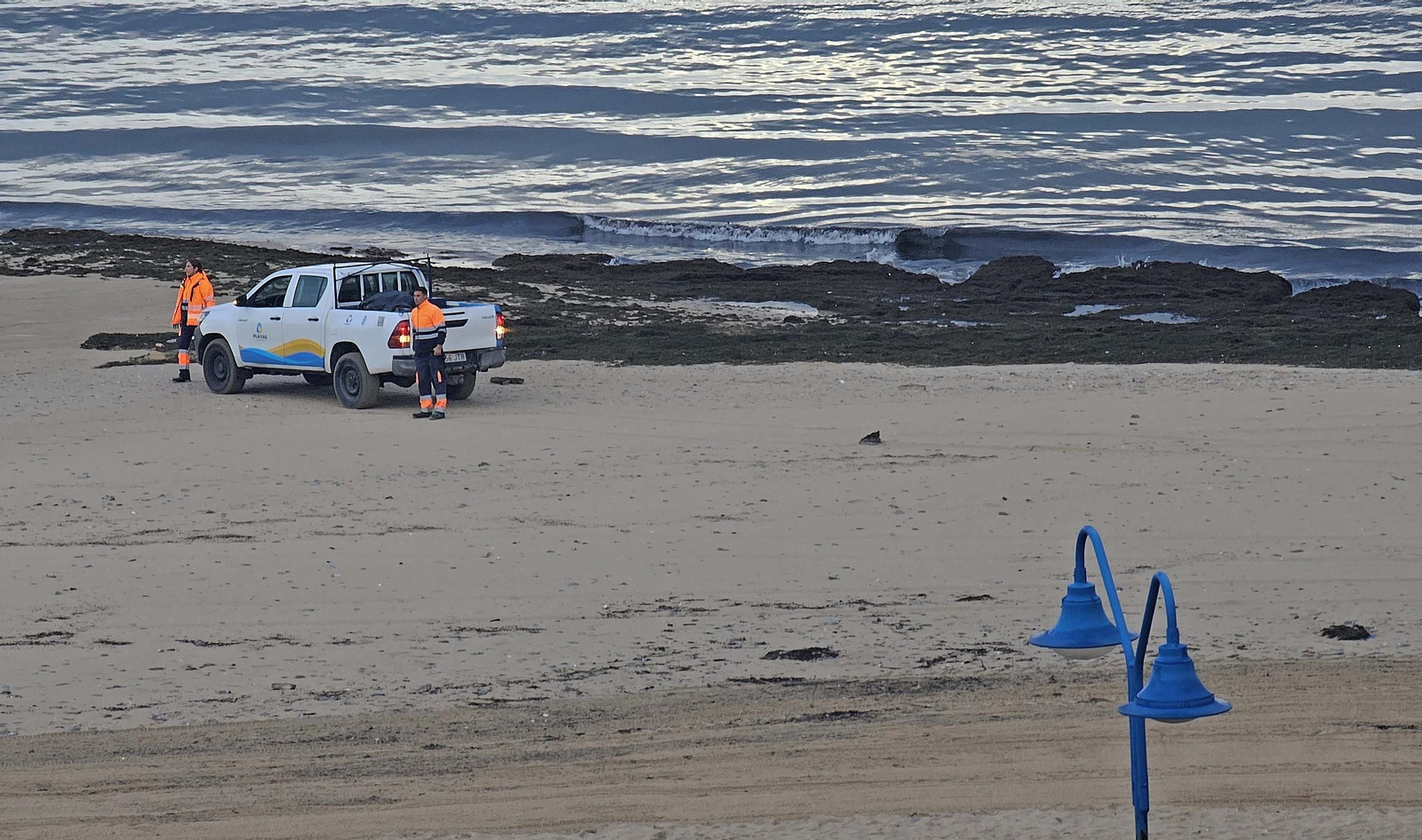 Fotos del nuevo arribazón de alga invasora en la playa de Getares en Algeciras