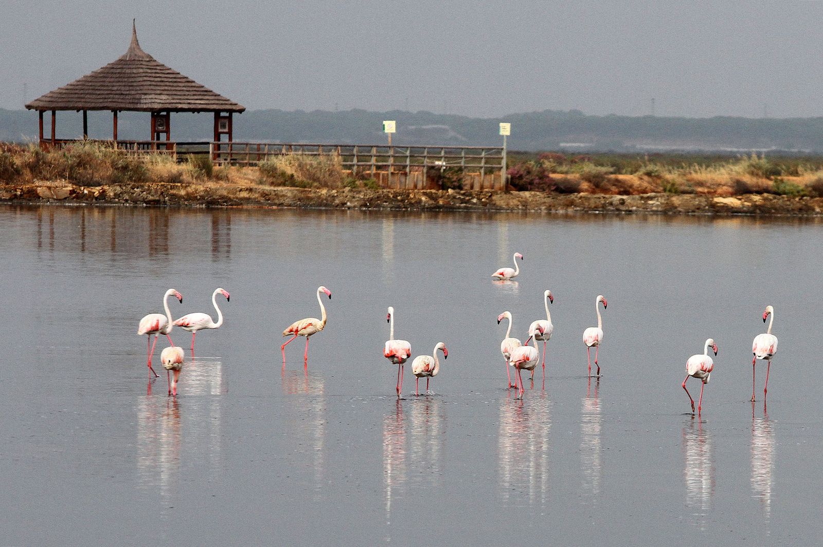 Imágenes de Marismas del Odiel, un Paraje Natural en la confluencia de las desembocaduras de los ríos Tinto y Odiel