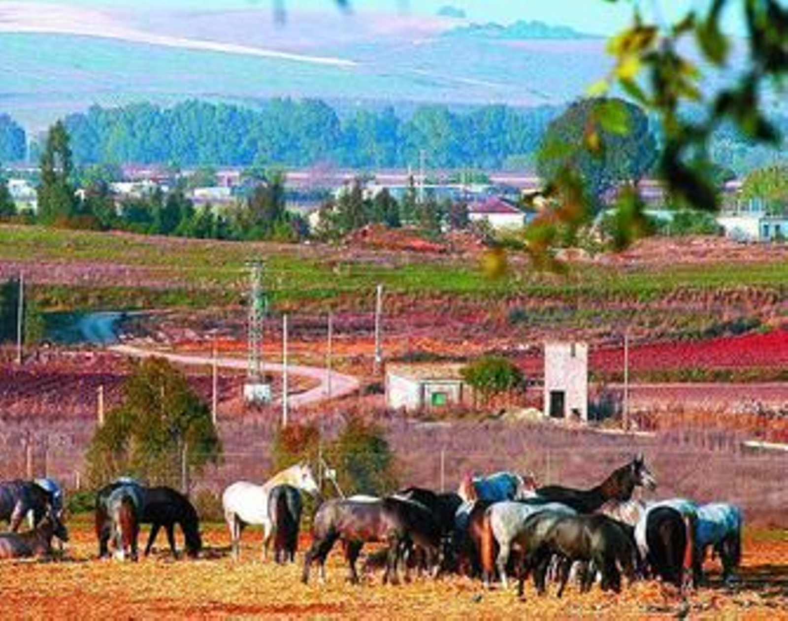 Una piara de yeguas pastando en las praderas de la Yeguada.