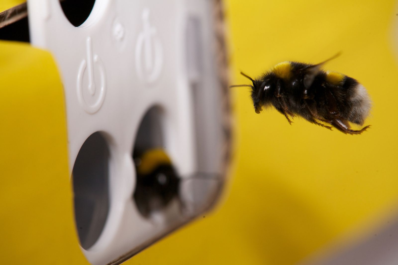 Abejorros en una colmena Natupol de Koppert