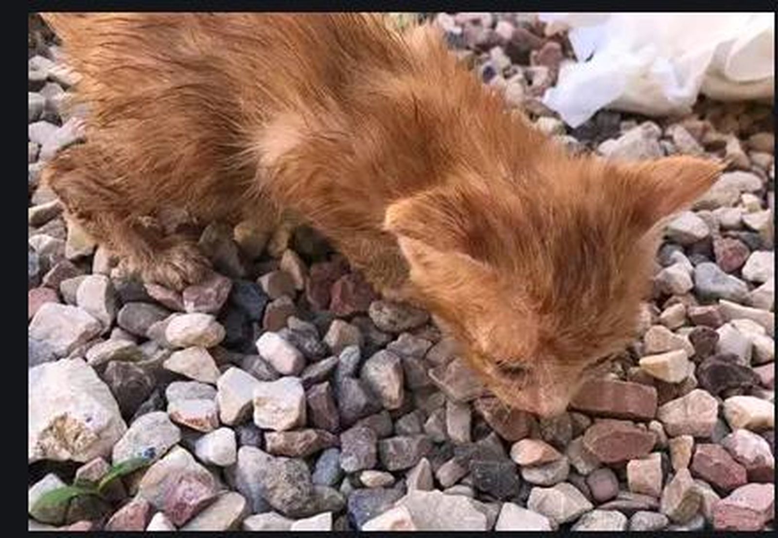 Rescatan a cinco cachorros de gato abandonados en una maleta cerrada herméticamente