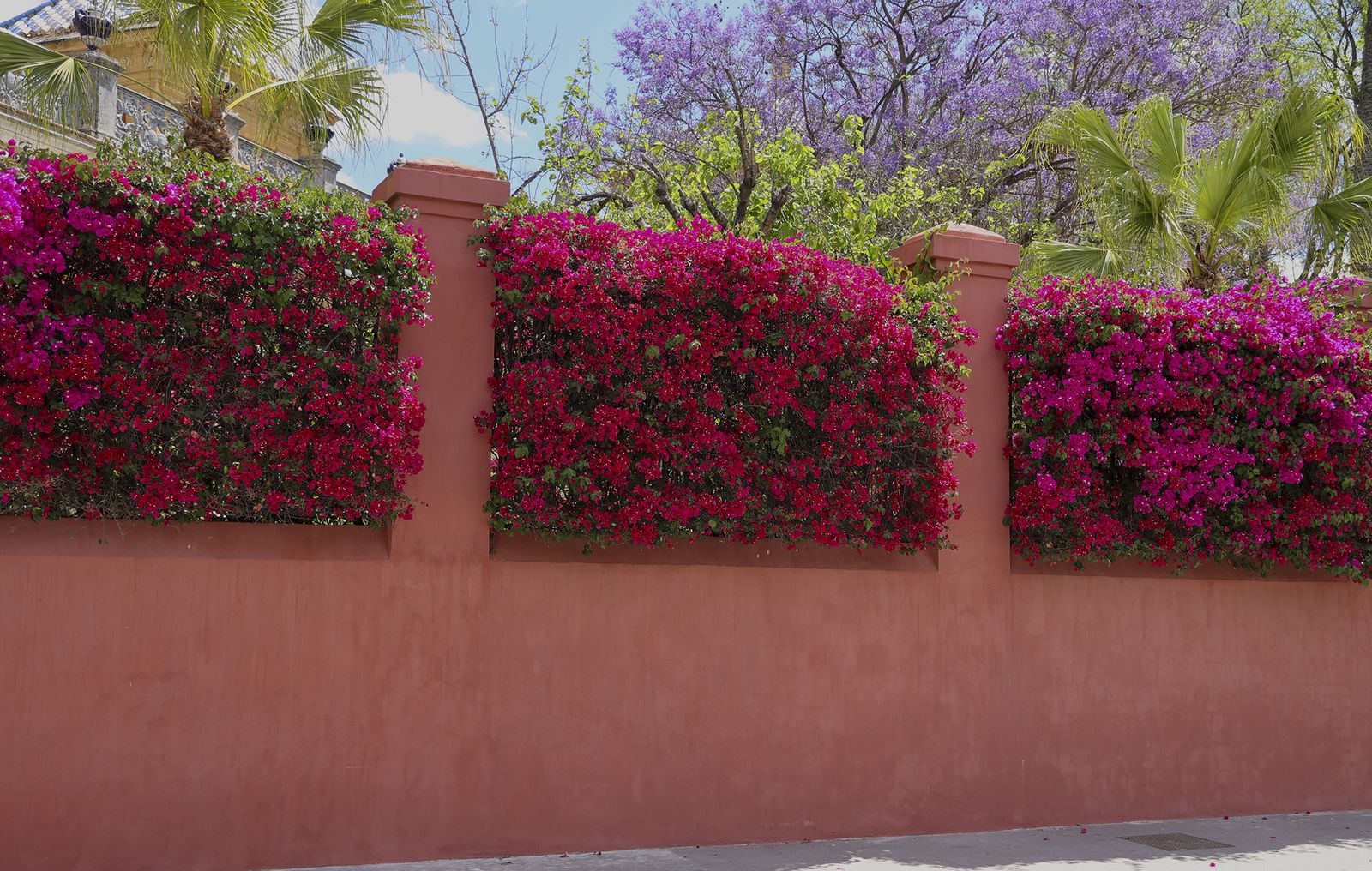 La buganvilla, la otra flor de Sevilla