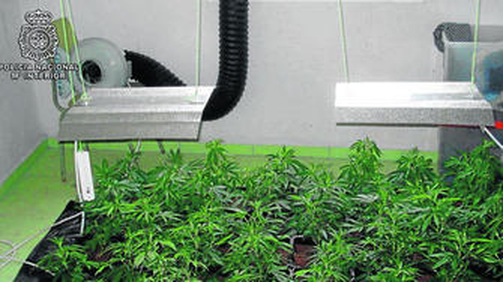 La instalación contaba con sistemas de renovación de aire e iluminación para acelerar el crecimiento.