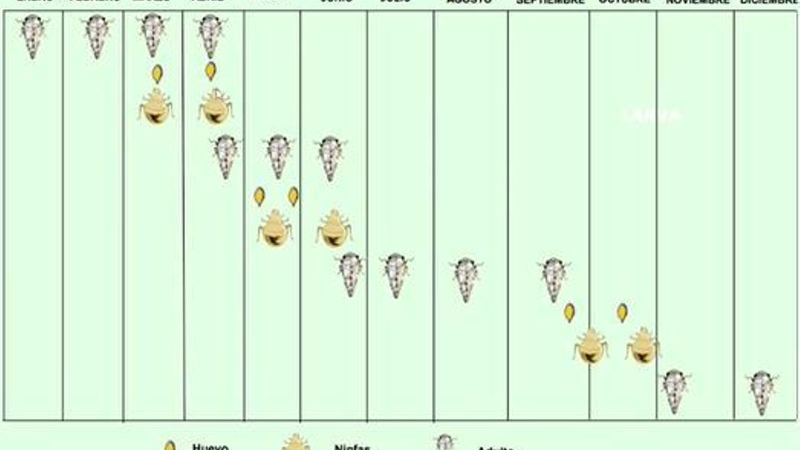 Ciclo del algodoncillo.