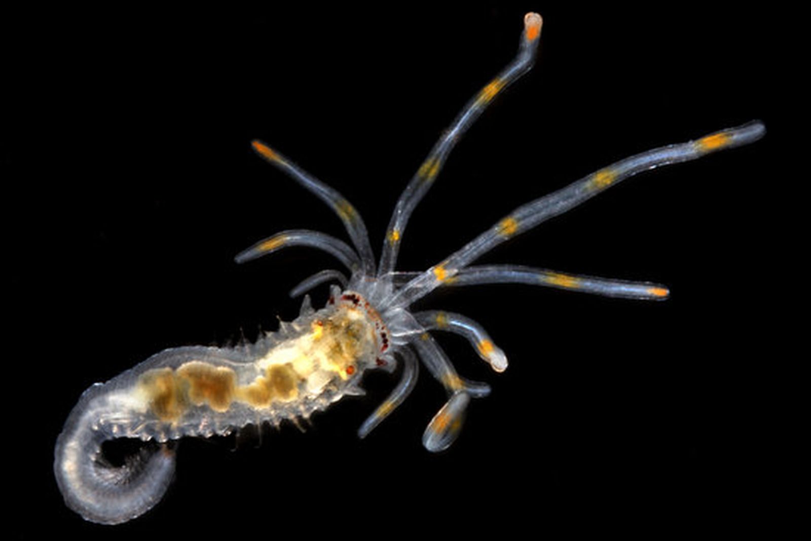 Otra variedad con la particularidad también de que genera luz.

Foto: Fotografía cedidas por JOAN COSTA