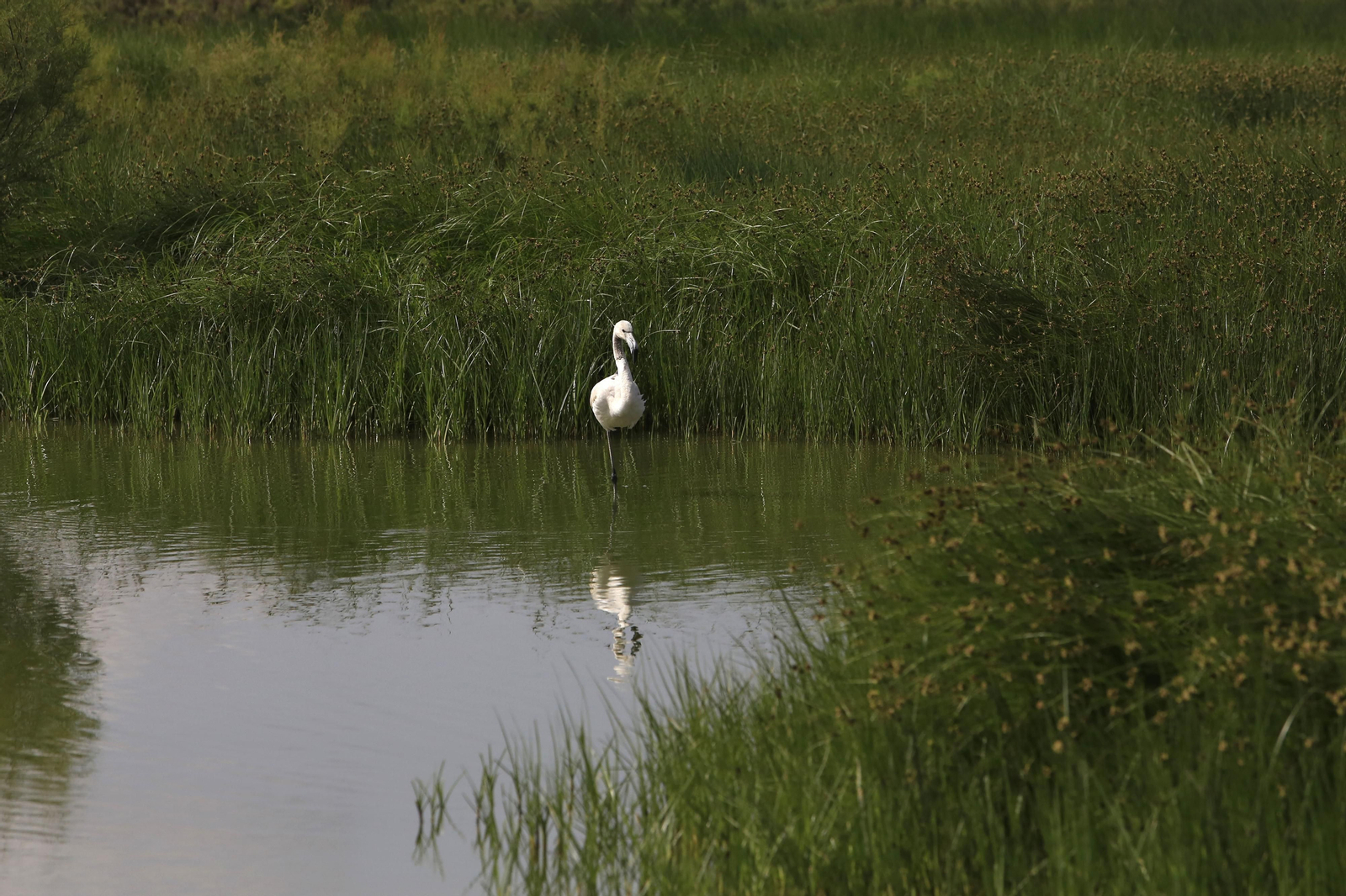 Los flamencos en la Laguna de Fuente de Piedra, en fotos