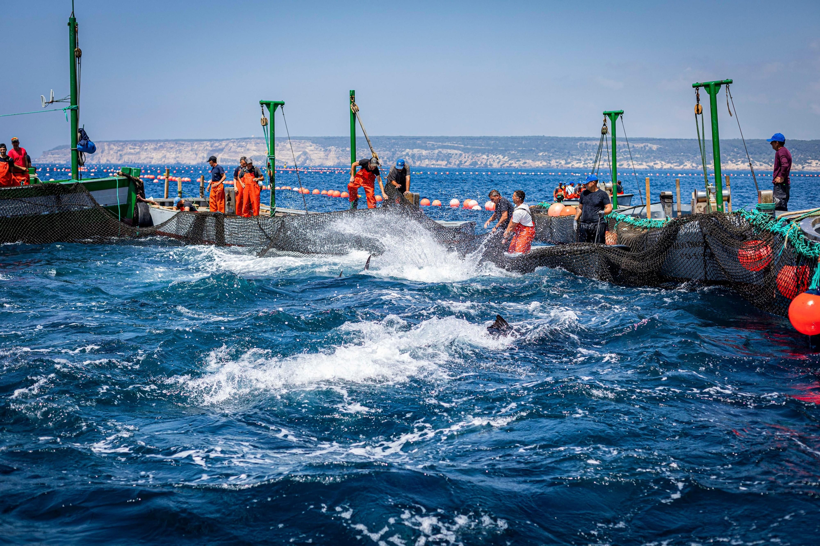 Las imágenes de la primera levantá en la almadraba de Barbate